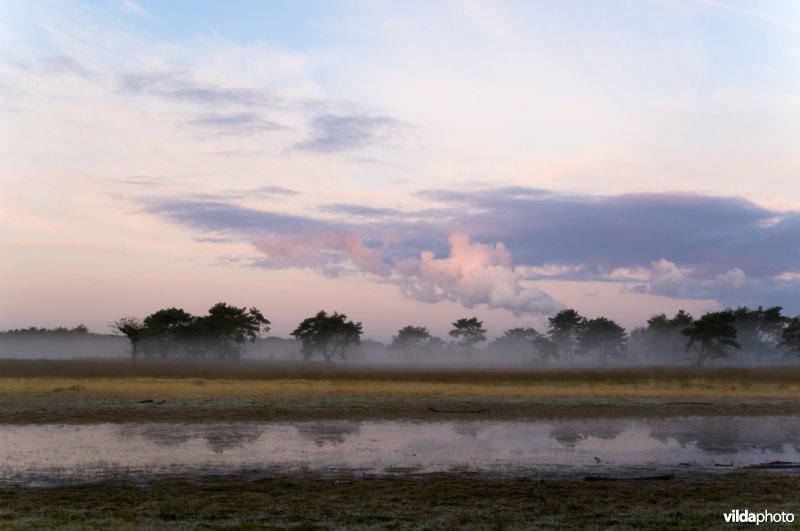 Kalmthoutse heide