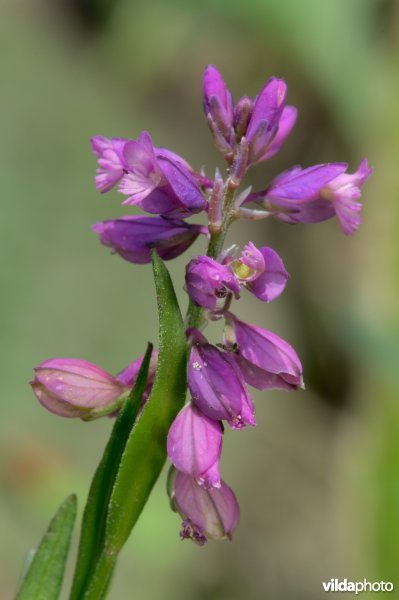 Vleugeltjesbloem