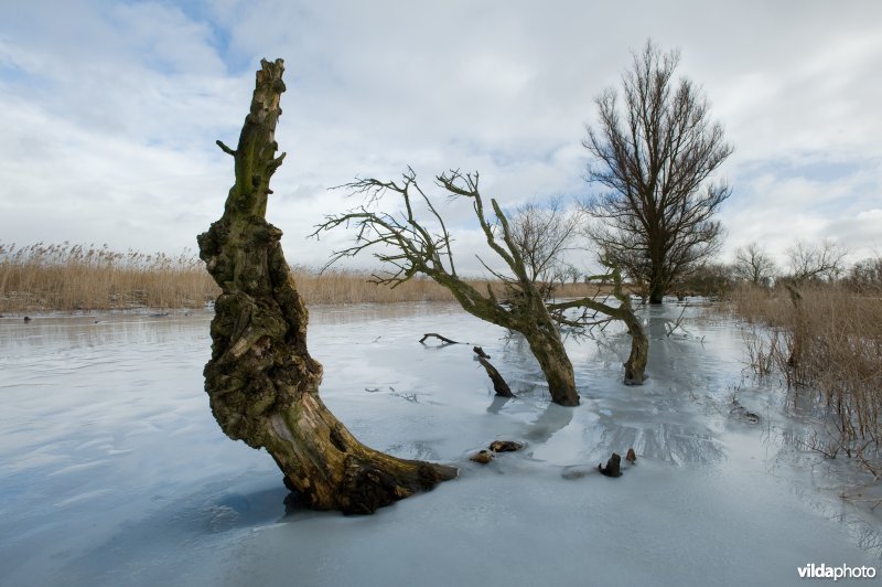 Winterlandschap aan een vaart in de Oostvaardersplassen