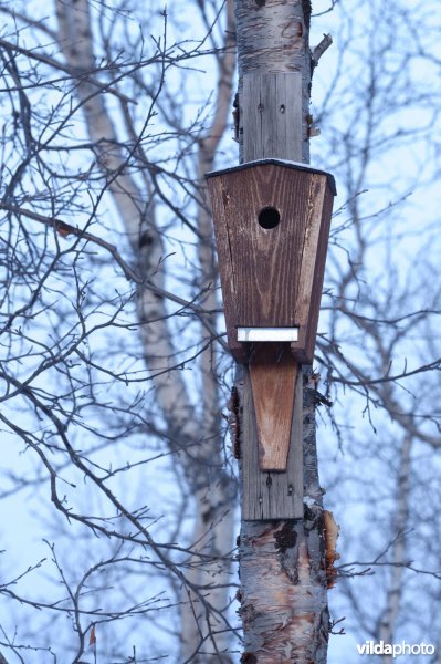 Nestkast in berkenbos