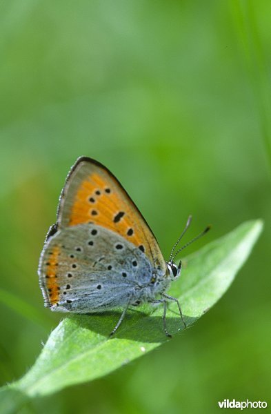 Grote vuurvlinder