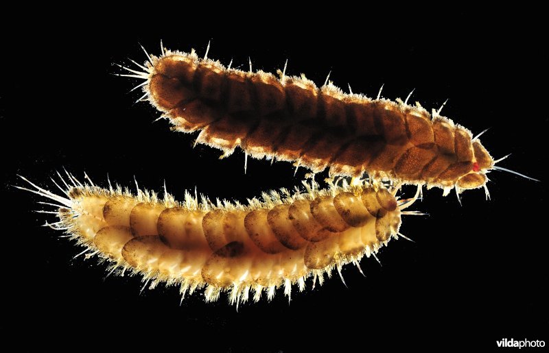 Geschubde zeerups