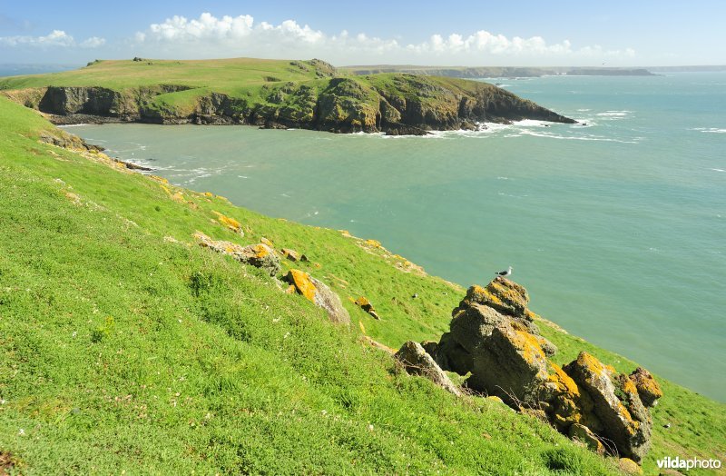 Skomer