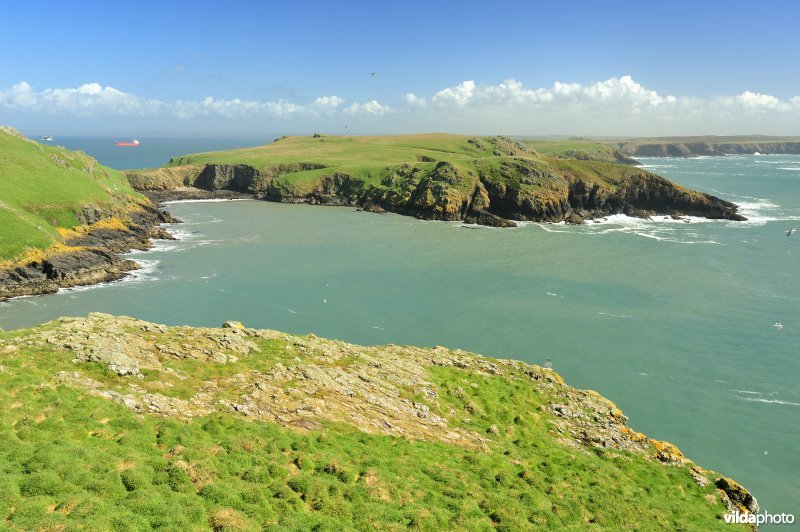 Skomer