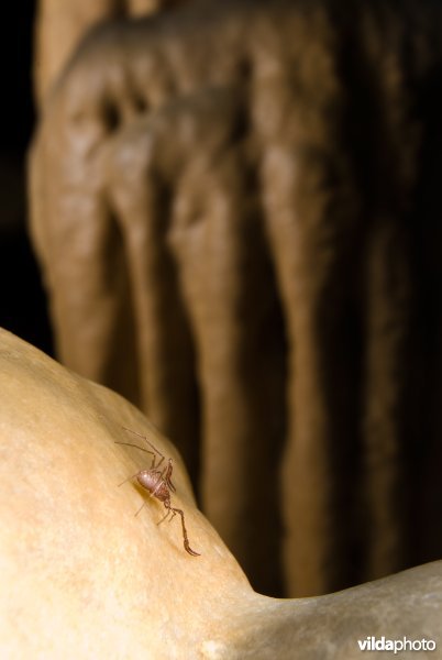 Grottenpseudoschorpioen