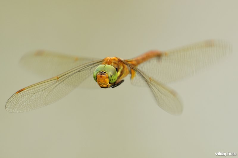 Vroege glazenmaker in vlucht