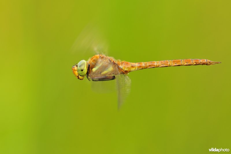 Vroege glazenmaker in vlucht