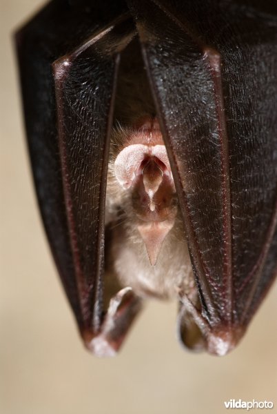 Overwinterende kleine hoefijzerneus