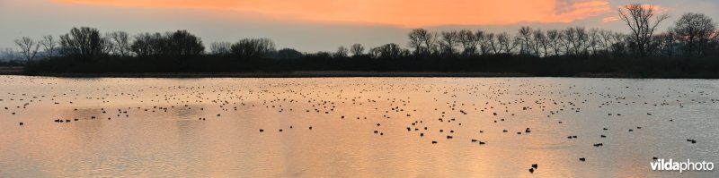 Natuurreservaat De Blankaart