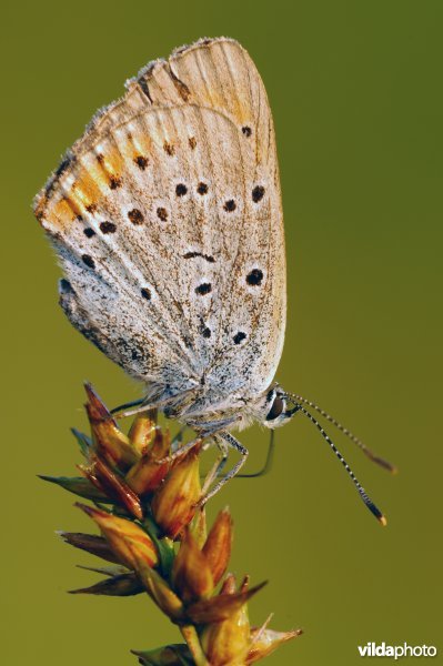 Grote vuurvlinder