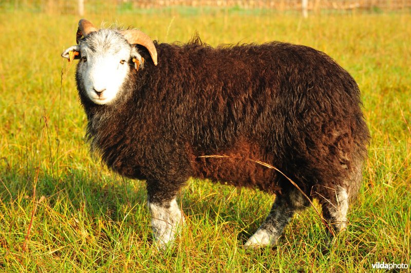 Herdwick schaap