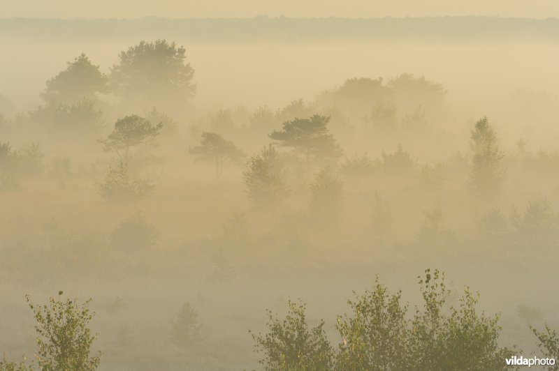 Groot schietveld