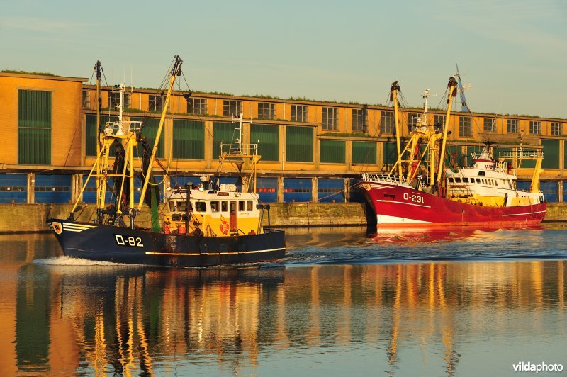 Vismijn van Oostende