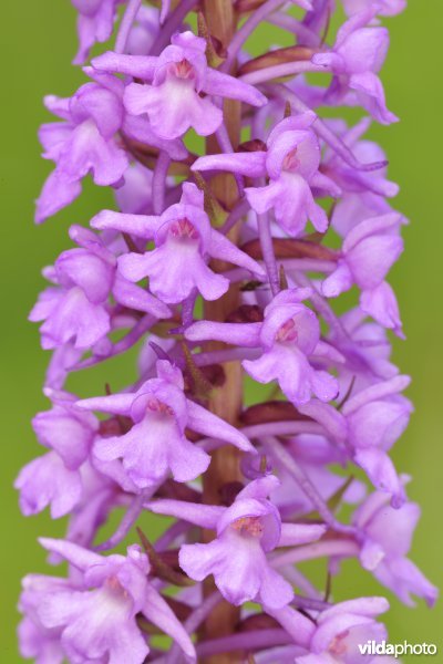 Grote muggenorchis