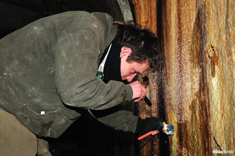 Vleermuizen tellen in het Fort van Oelegem