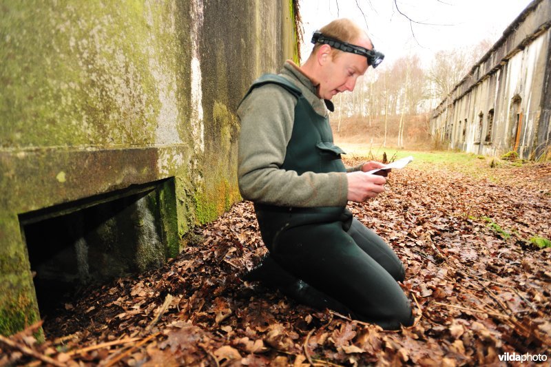 Vleermuizen tellen in het Fort van Oelegem