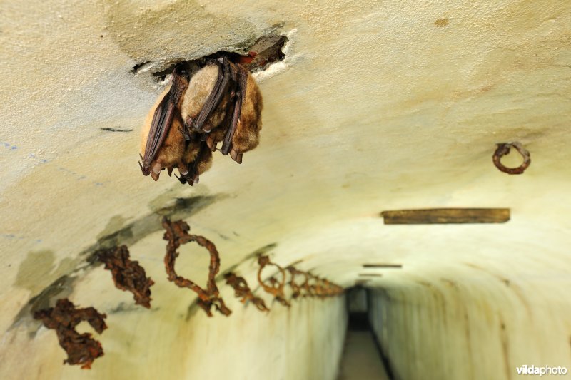 Vleermuizen in het fort van Oelegem