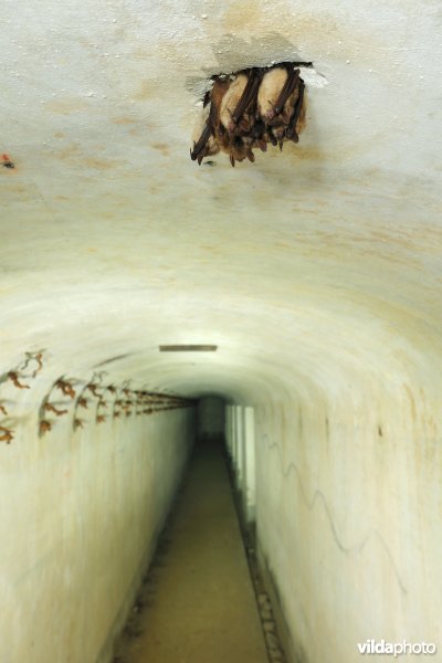 Vleermuizen in het fort van Oelegem