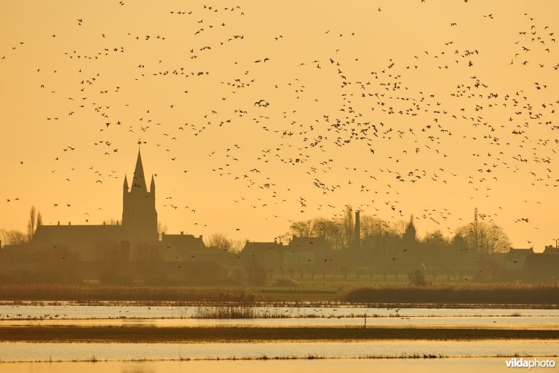 Noordschotebroek