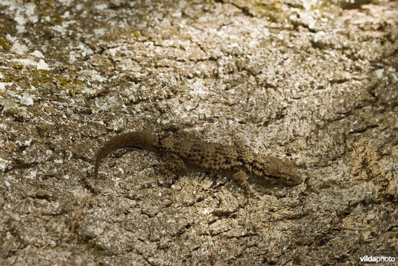 Gecamoufleerde gekko