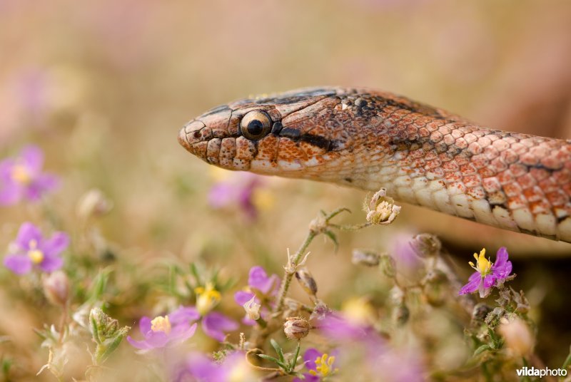 Girondische gladde slang