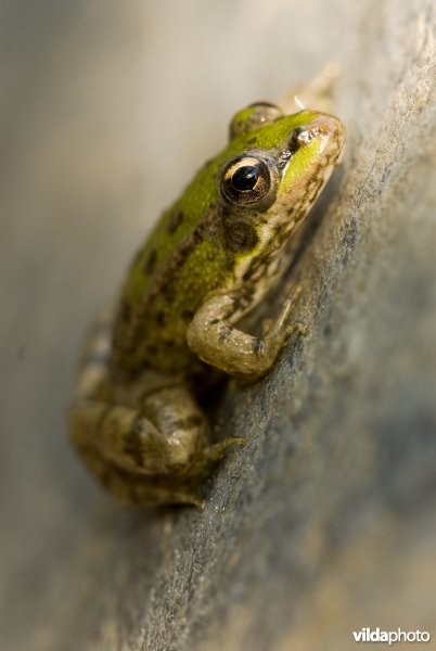 Iberische groene kikker