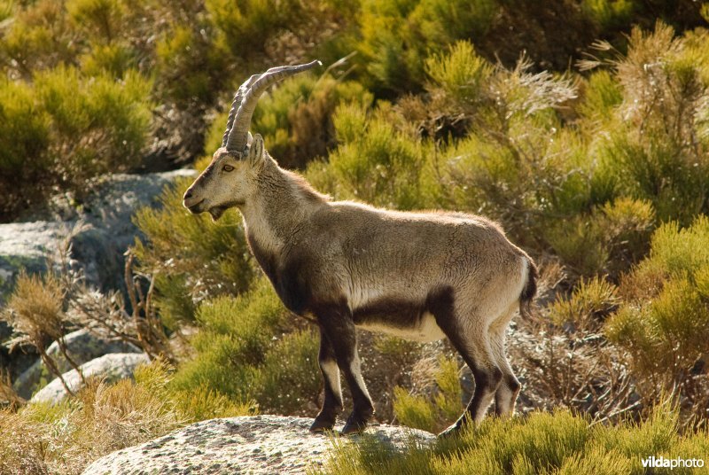 Iberische steenbok