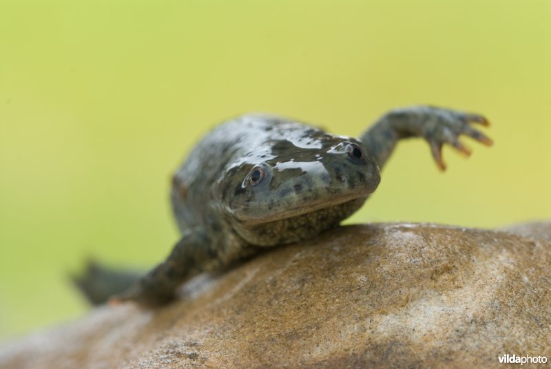 Ribbensalamander