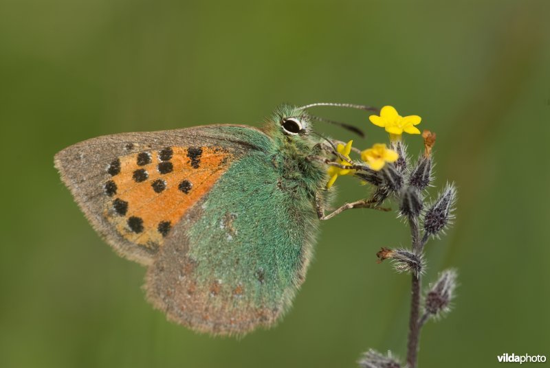 Groene klaverpage