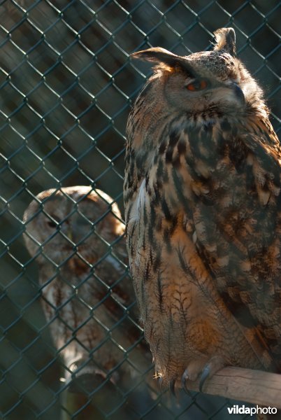 Oehoe en bosuil in een vogelopvangcentrum