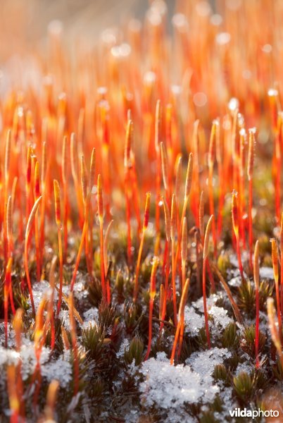 Winters duinsterretje met sporen