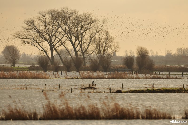 Overstroomde Noordschotebroek