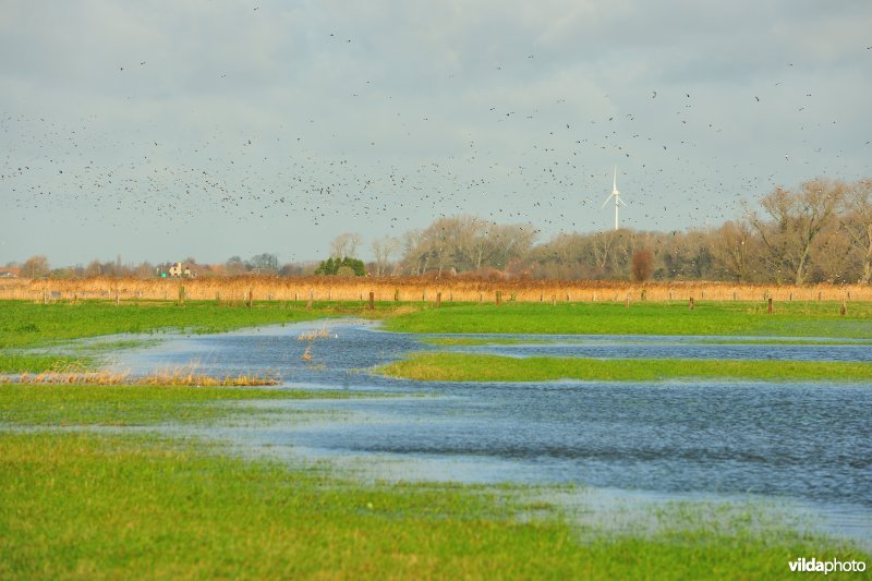 Overstroomde Noordschotebroek