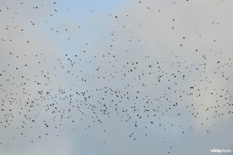 Kieviten boven Noordschotebroek
