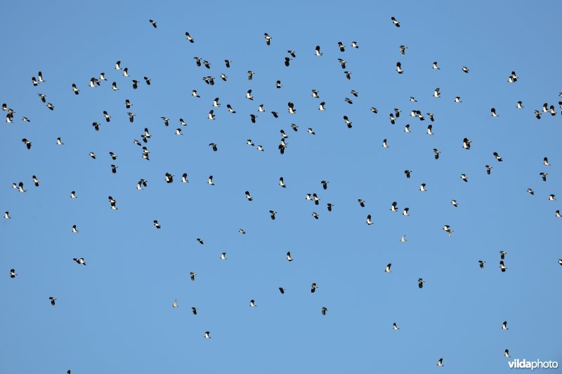 Overwinterende Kieviten boven Noordschotebroek