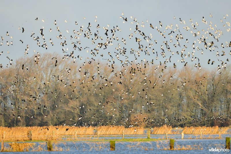 Overwinterende Kieviten boven Noordschotebroek