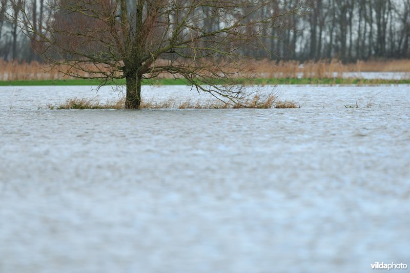 Overstroomde Noordschotebroek