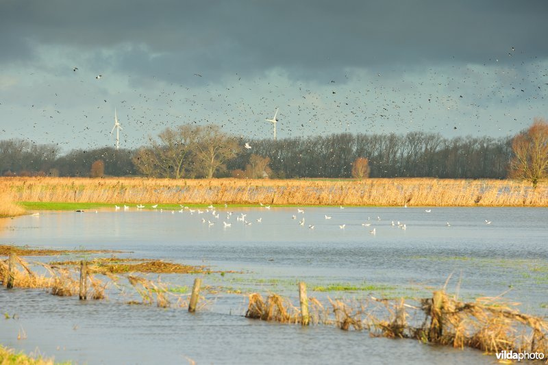 Overstroomde Noordschotebroek