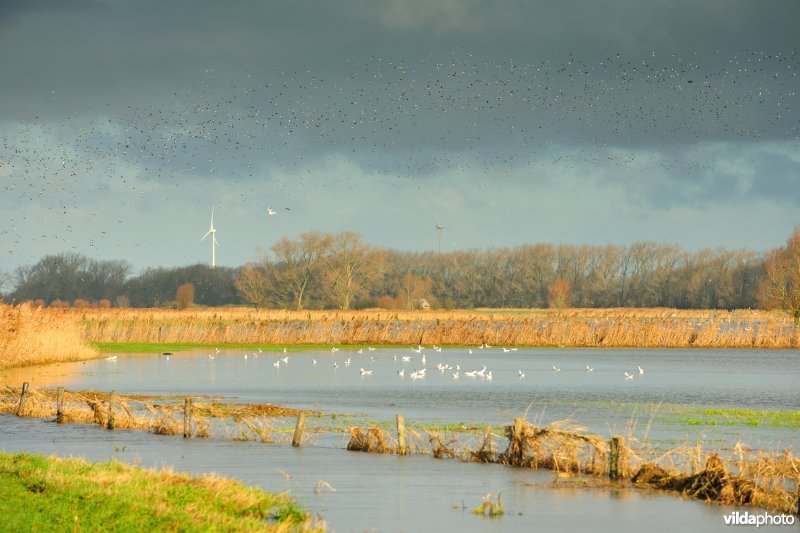 Overstroomde Noordschotebroek