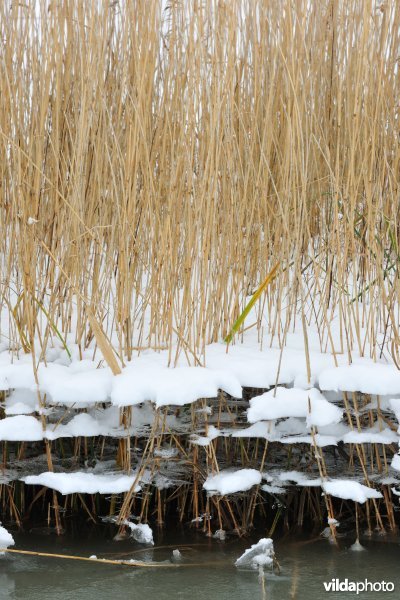 Riet in ijs