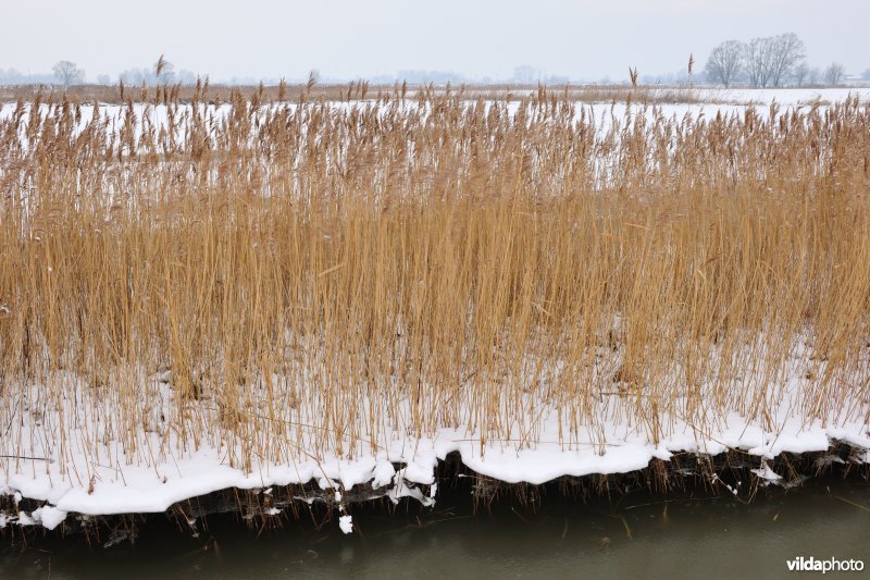 Riet in ijs