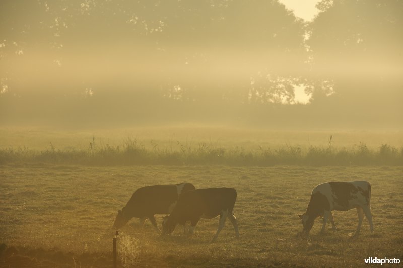 Merkembroek in ochtendnevel