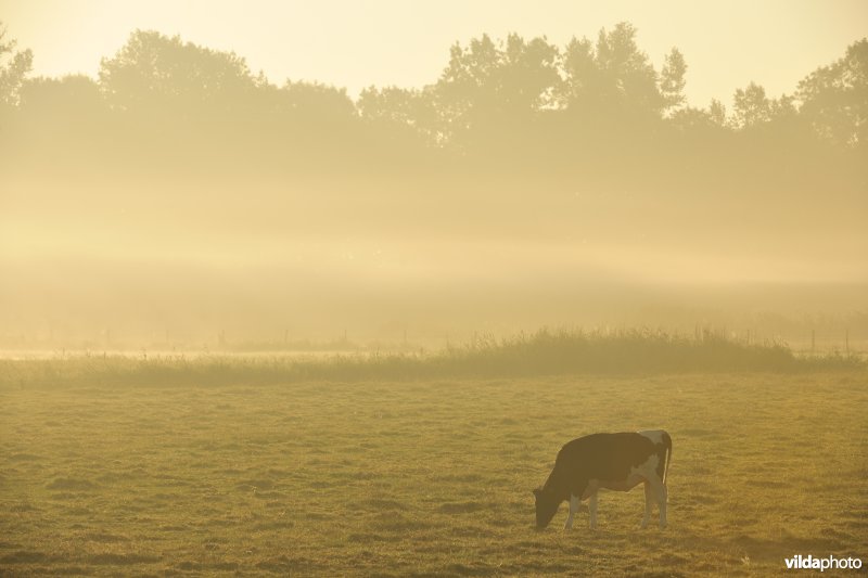 Merkembroek in ochtendnevel