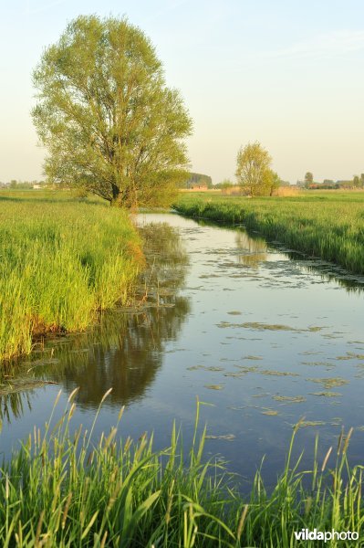 Koevaardeke in Merkembroek
