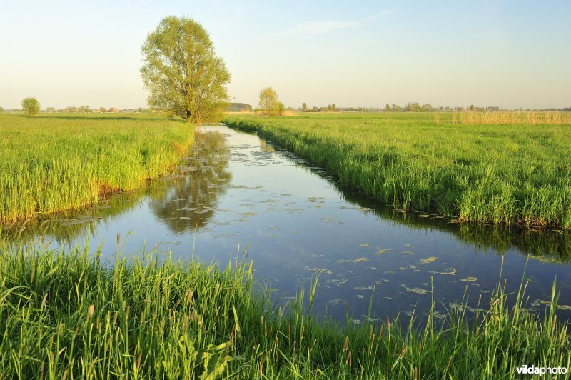 Koevaardeke in Merkembroek