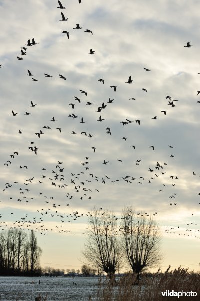 Slaaptrek van Kolganzen boven Merkembroek