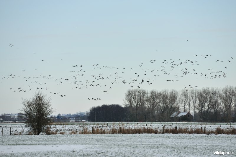 Slaaptrek van Kolganzen boven Merkembroek