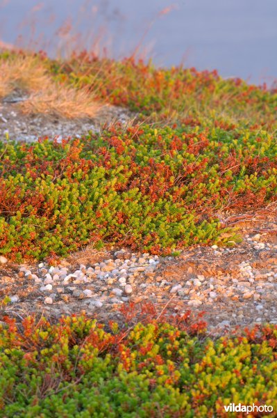 Kraaiheide op Varanger