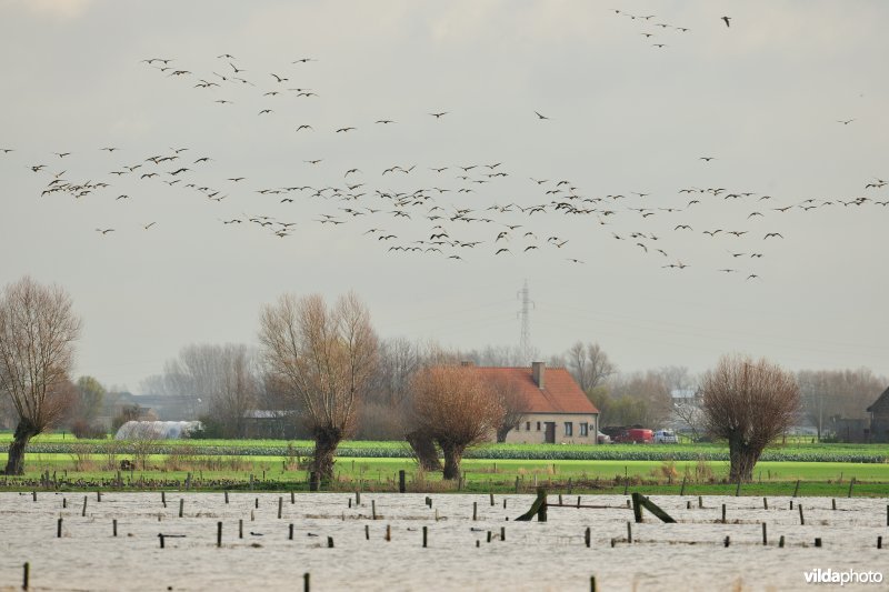 Kolganzen boven Merkembroek