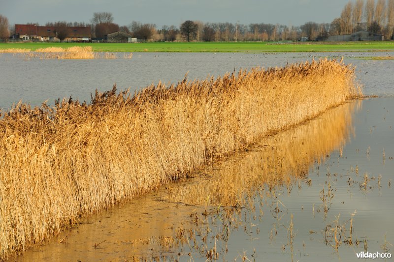 Overstroomde Hoog Broek